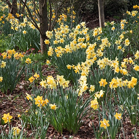 Host_of_golden_yellow_Daffodils_Spring