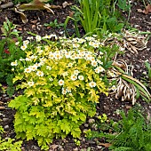 Tanacetun parthenium (Feverfew) aromatic short livid perennial white daisy like flower heads with yellow centre in Village Garden early summer in June Cannock Wood Staffordshire England UK