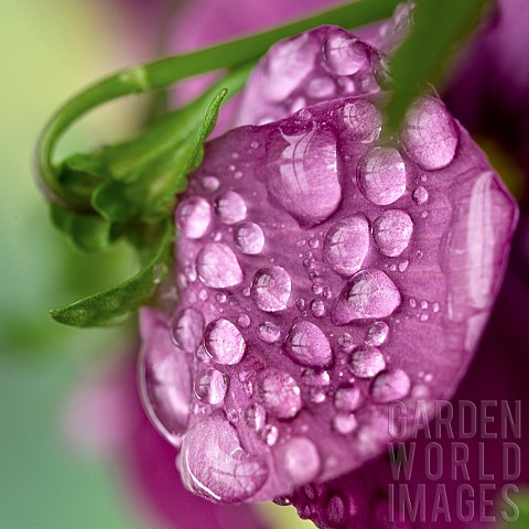 Close_up_plant_portrait_of_deep_purple_pansy_with_water_droplets_on_petal