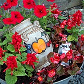 Container of Red Petunias, Red Begonias
