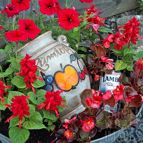 Container_of_Red_Petunias_Red_Begonias