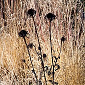 Seedheads Ornamental Grasses