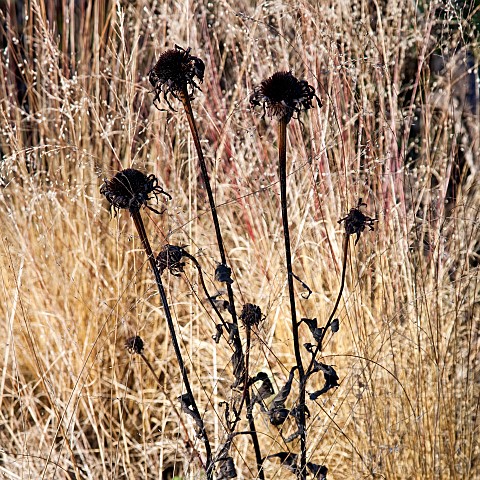 Seedheads_Ornamental_Grasses