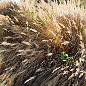 Stunning Ornamental Grasses