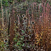 Autumn colour from mixed borders from a wide variety of perennials and ornamental grasses