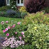 Front garden with strong emphasis on shrubs,