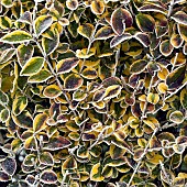 Euonymus leaves frosted in winter
