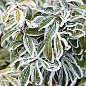 Euphorbia leaves frosted in winter