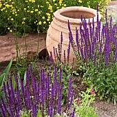 Ornate stoneware container deep purple Salvia