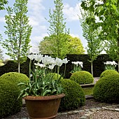 Balls of buxus sempervirens flanked by white tulips