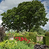 Borders of herbaceous perennials, yew hedges, mature trees and shrubs