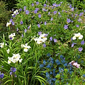 Perennials in border late spring include Hardy Geranium Johnsons Blue and Iris Dreaming Yellow at Wollerton Old Hall (NGS) Market Drayton in Shropshire early summer June