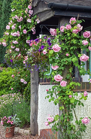 Front_porch_with_rambling_roses_Rosa_May_Queen__Rosa_Mme_Caroline_Testout