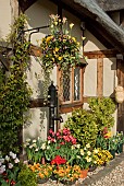 Cottage garden with spring flowering bulbs including Tulips