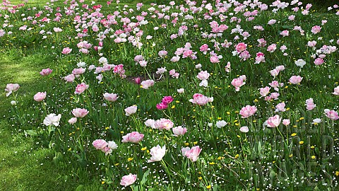 Pink_and_white_tulips_growing_in_grass_along_side_buttercups_and_daisys_in_Spring