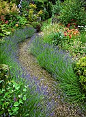Gravel pathway through herbaceous border edged either side with scented lavender