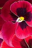 Plant portrait of Pansy deep maroon red with dark centre