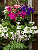 Hanging basket of summer flowering annuals pink, white and blue Petunias