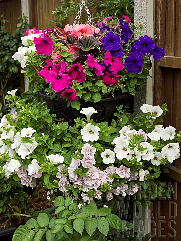 Hanging_basket_of_summer_flowering_annuals_pink_white_and_blue_Petunias