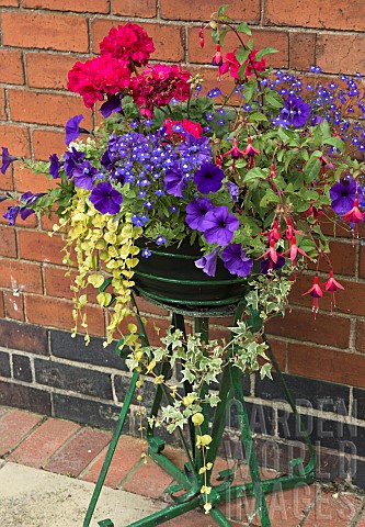 Metal_plant_stand_with_trailing_summer_flowering_annuals_of_Ivy_Helichrysum_Petunia_and_Lobelia