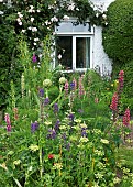 Cottage Garden with summer flowering herbaceous perennials.