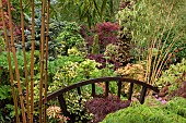 Mature shrubs and trees Acers and Bamboo in oriental themed garden with wooden bridge garden with a wide variety of Acers and Conifers plus many other mature shrubs and trees of which there are many dwarf varieties, in oriental themed garden