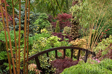 Mature_shrubs_and_trees_Acers_and_Bamboo_in_oriental_themed_garden_with_wooden_bridge_garden_with_a_