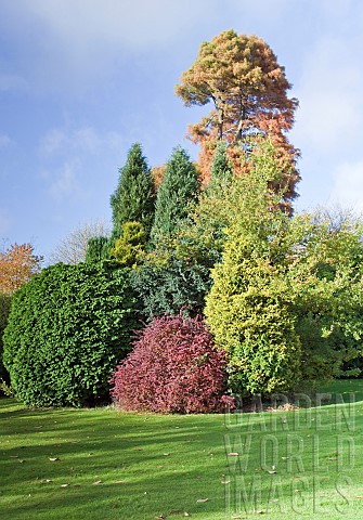 Trees_conifers_and_shrubs_in_late_autumn
