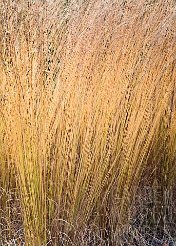 Stunning_ornamental_grasses