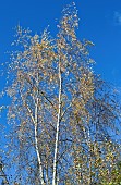 Betula Birch Tree