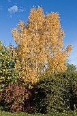 Betula utilis birch tree
