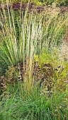 Stunning explosion of Autumn mixed border of Perennials and Ornamental Grasses