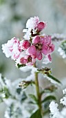 Pink flower with snow and frost