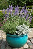 Lavender French Lavandula stoechas, planted with Lavandula angustifolia English lavender