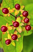 Berries of Hypericum