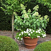 Terracotta container white Petunia Blanket  Hydrange paniculata