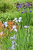 Border of herbaceous perennials blues of Iris and orange Erysimum