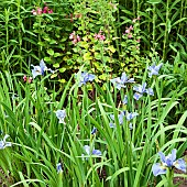 Iris siberica Perrys Blue