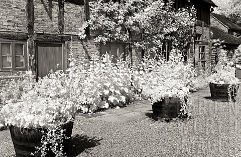 Infrared_photograph_Holyhocks_under_windows_with_wooden_barrels_with_summer_plantings