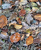 Autumn frosted leaves of Oak Birch Beech