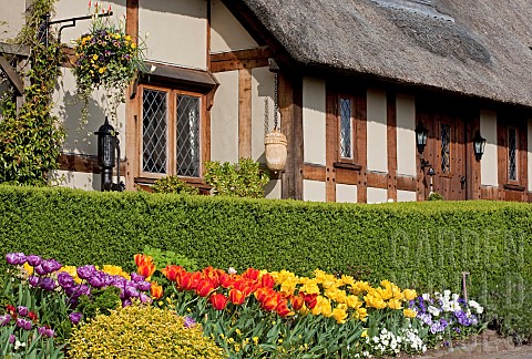 Thatched_cottage_box_hedge_Buxus_Sempervirens_with_border_of_tulips