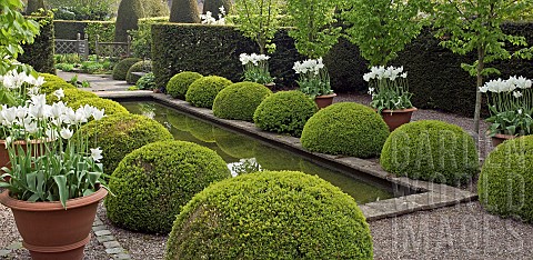 Two_rows_of_Buxus_sempervirens_balls_terra_cotta_containers_of_white_tulips