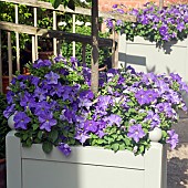 Wooden Container with Annual Petunia Surfinia Sky Blue