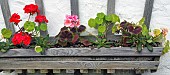 Wooden wall box planted with Pelargoniums in Red and Pink