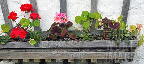 Wooden_wall_box_planted_with_Pelargoniums_in_Red_and_Pink