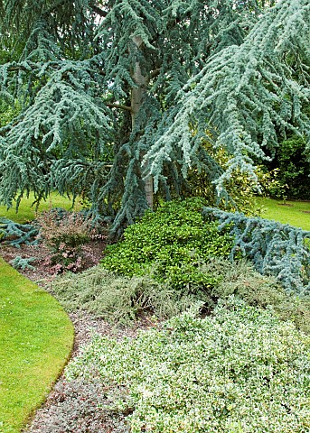 Mature_blue_conifer_and_shrubs_set_in_island_bed