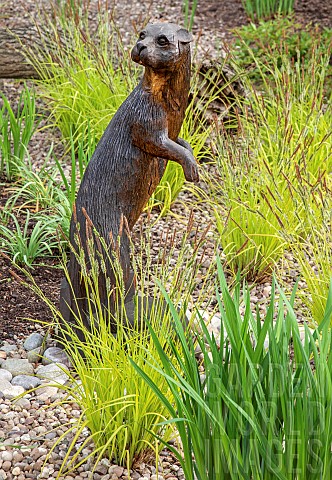 Bronze_otter_on_gravel_area_with_grasses_in_May_Late_Spring_in_John_Masseys_Garden_Ashwood_NGS_West_