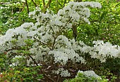 Rhododendron, Azalea`Delaware Valley White` evergreen shrub with white flowers in early June