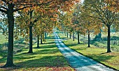 Avenue of trees in glorious Autumn colour at Batsford Arboretum