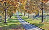 Avenue of trees in glorious Autumn colour at Batsford Arboretum